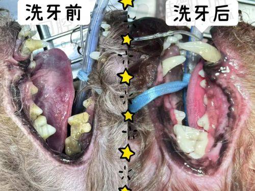 儿童牙科项目别忽视，这几项别落下
