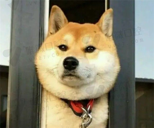 追赶猫猫的宝贝