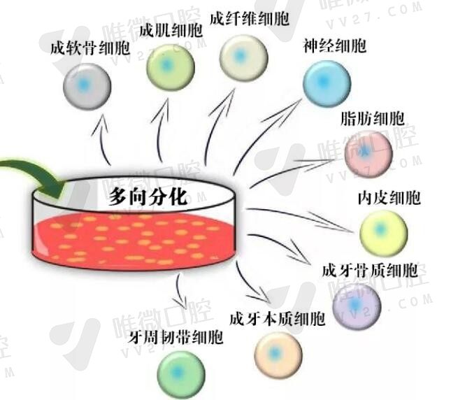 2023年牙齿再生技术能实现吗？干细胞再生牙哪里可以做？