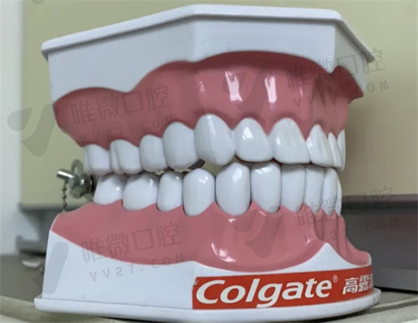 北京维乐口腔牙齿模型