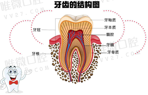 根管治疗后必须做牙冠吗