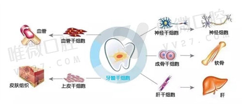 牙髓方面的技术再生能力