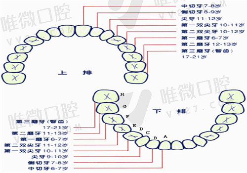 6号牙缺失不处理可以吗